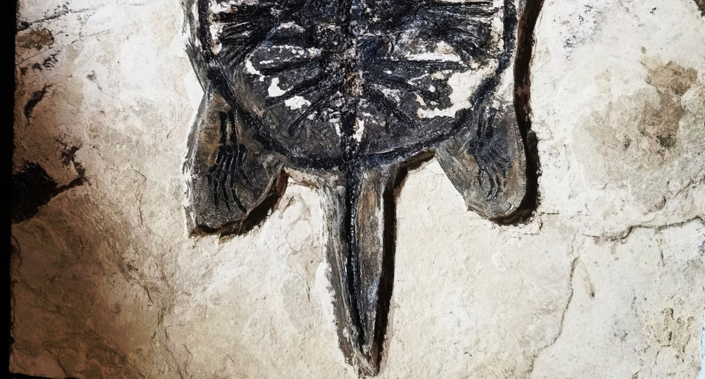 海龟 - 动物化石 - 13.5 cm - 12 cm #3.2