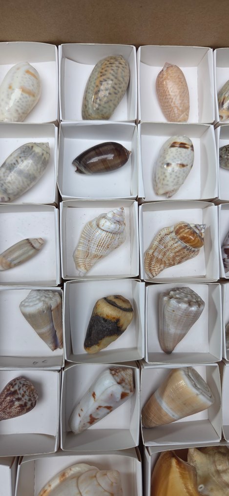 World Shells collection -Conus-Murex-Cittarium- Strombus-Stellaria sp.....Collection  - Diorama - 1970-1980 #2.1