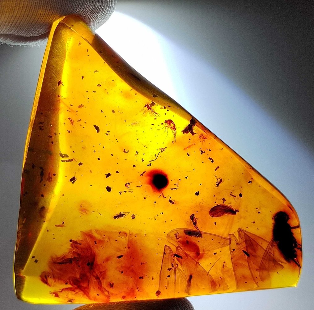 化石令人惊叹！！多米尼加琥珀-100克拉-无底价- 20 g #4.3