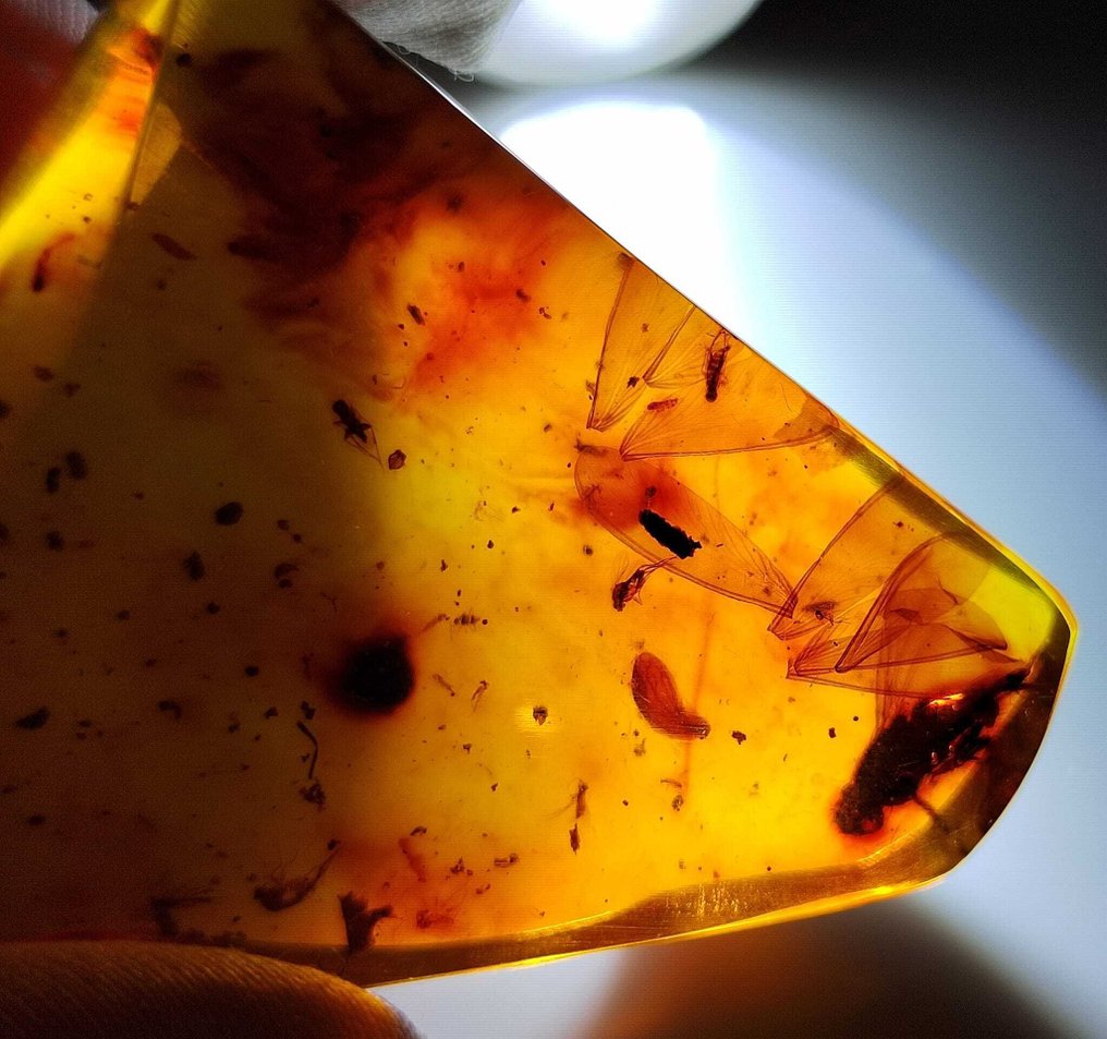 化石令人惊叹！！多米尼加琥珀-100克拉-无底价- 20 g #3.2