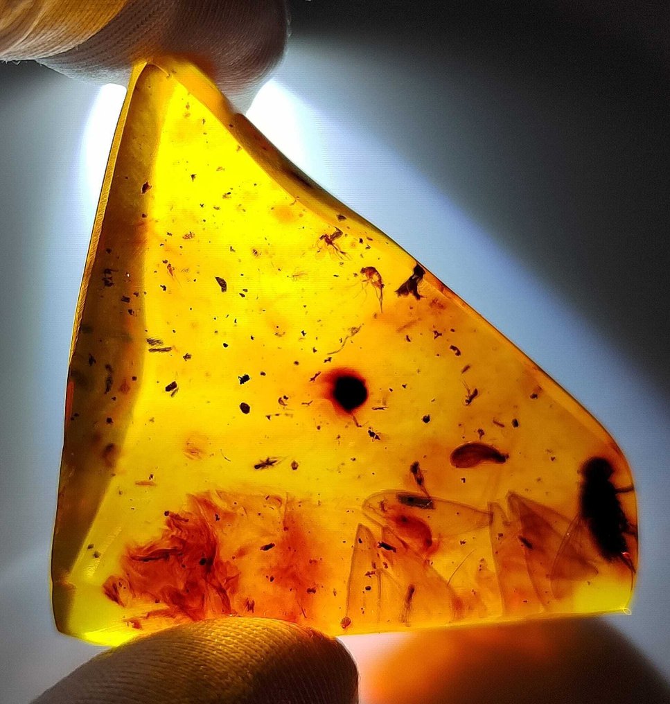 化石令人惊叹！！多米尼加琥珀-100克拉-无底价- 20 g #1.0