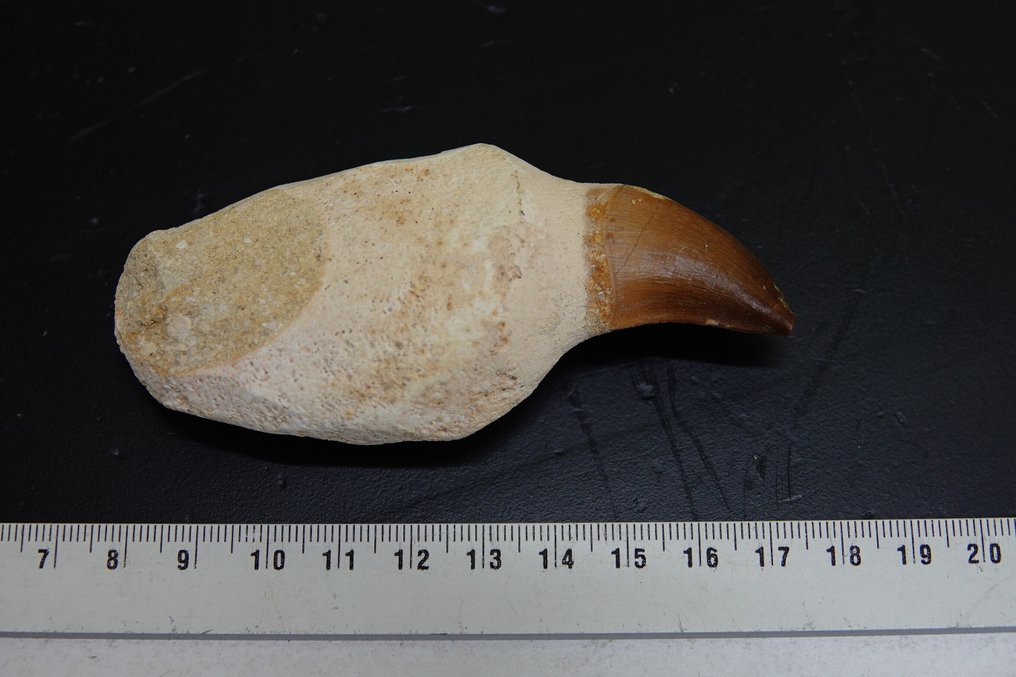 Mosasaurus tand --KEIN RESERVEPREIS-- - Fossiler Zahn - Mosasaurus beaugei - 9.5 cm - 4 cm  (Ohne Mindestpreis) #3.2