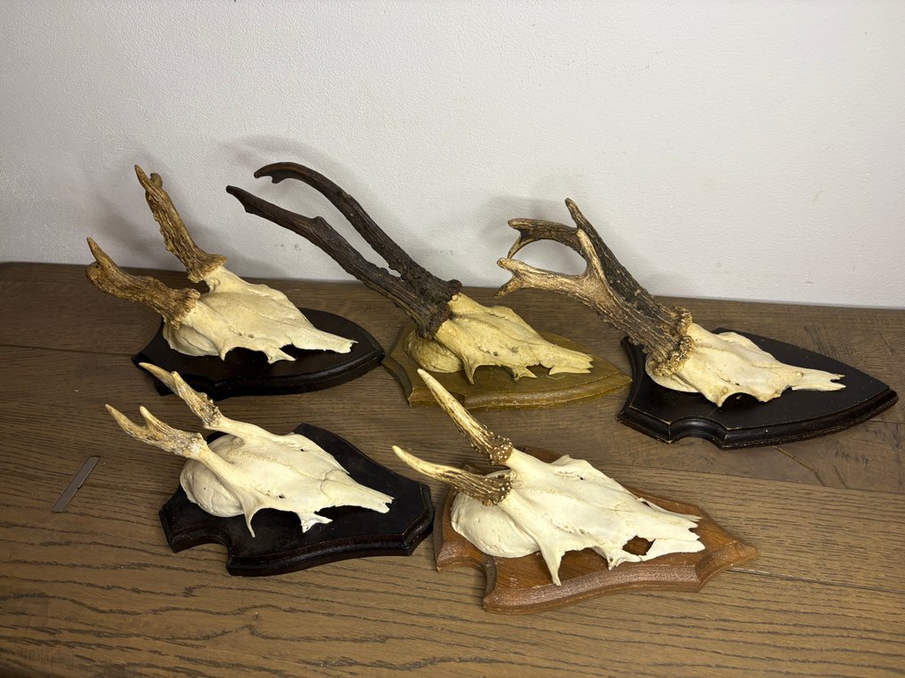 Roebuck 哺乳動物頭骨 - Capreolus capreolus - 20 cm - 15 cm - 10 cm- 非《瀕臨絕種野生動植物國際貿易公約》物種 -  (5) #1.0