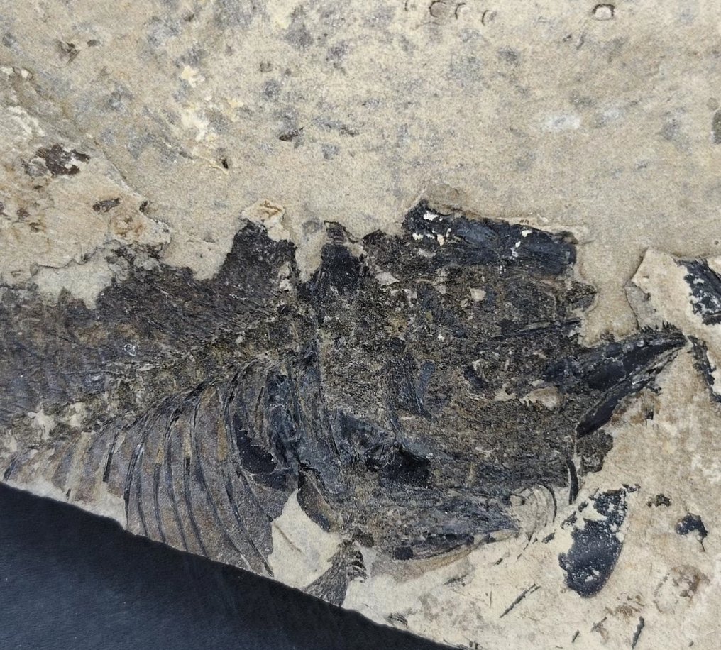 Fisch - Tierfossil - Teleostei - 17.5 cm - 15 cm #1.0