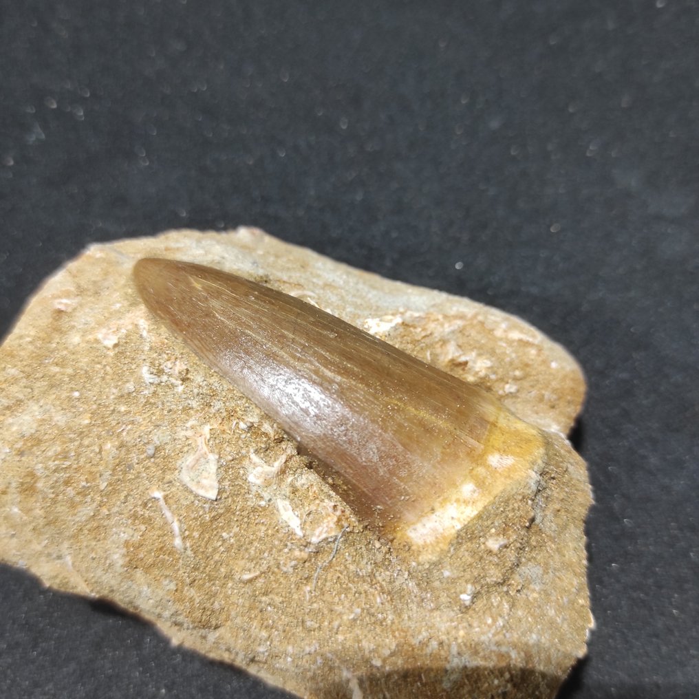 Mosasaurier - Fossil tand - 6.5 cm - 3.2 cm  (Utan reservationspris) #3.2