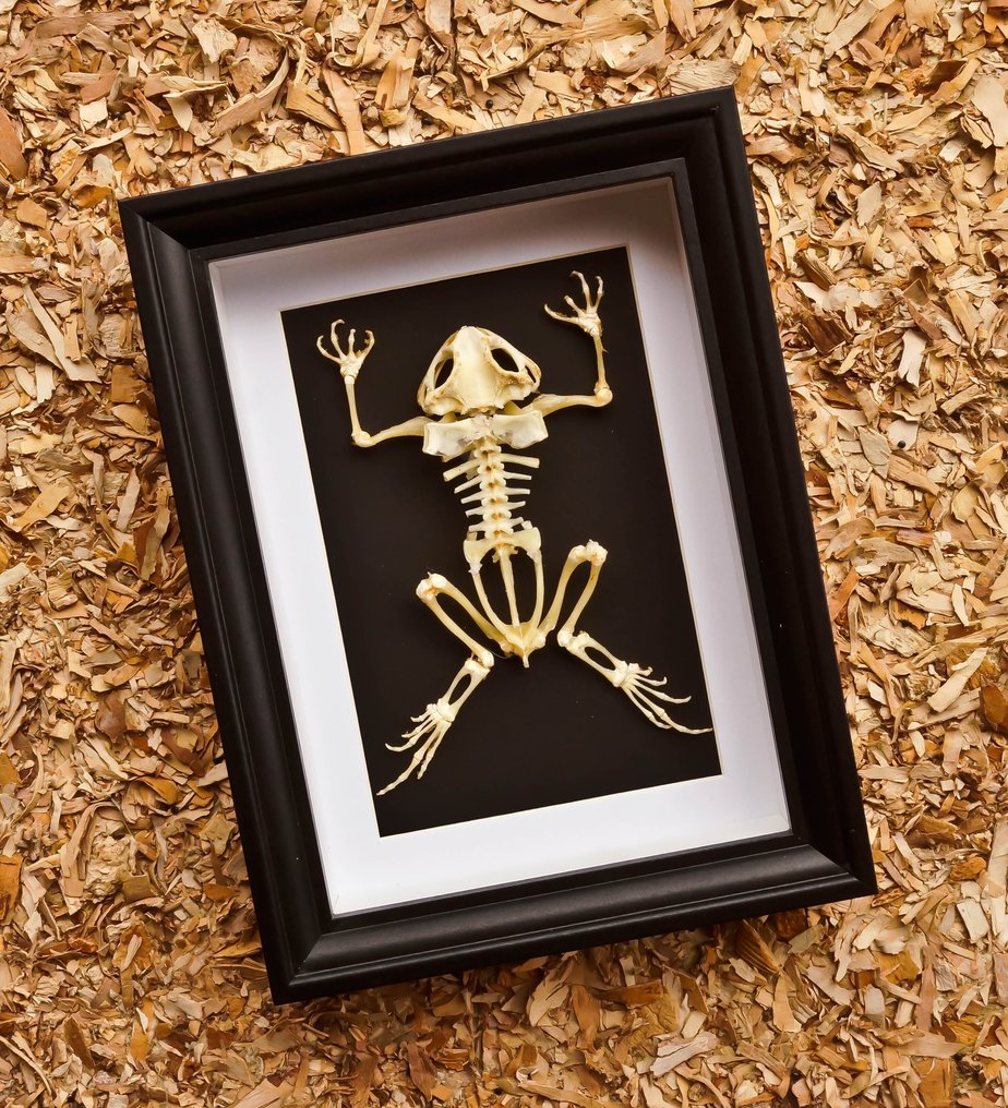 骨架青蛙 动物标本剥制全身支架 - Duttaphrymus - 20.5 cm - 15.5 cm - 4 cm - 非《濒危物种公约》物种 #1.0