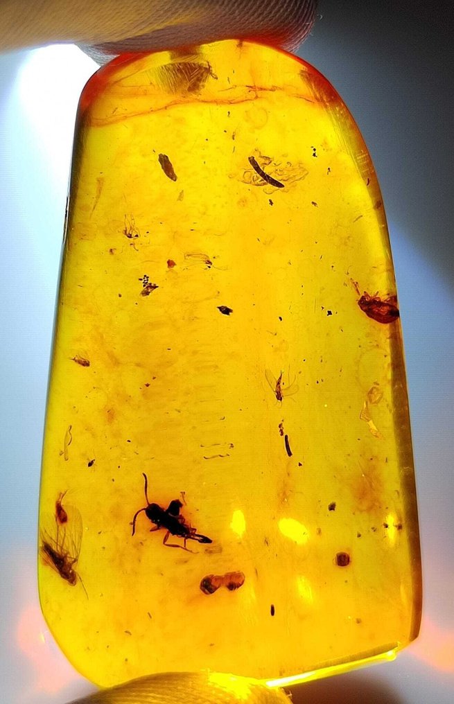 FOSSlL-IMPRESSIONANTE!! âmbar dominicano - 65 cêntimos - Sem preço de reserva- 13 g #1.0