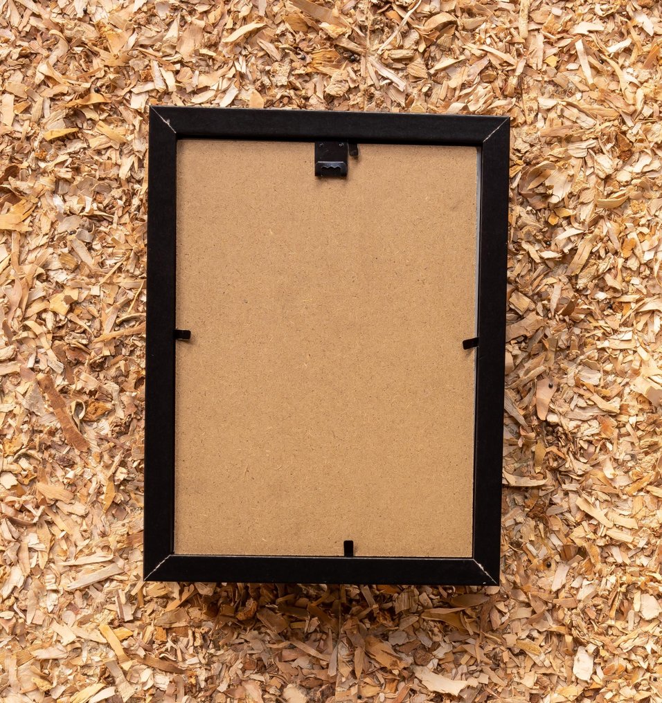 骨架青蛙 动物标本剥制全身支架 - Duttaphrymus - 20.5 cm - 15.5 cm - 4 cm - 非《濒危物种公约》物种 #3.2