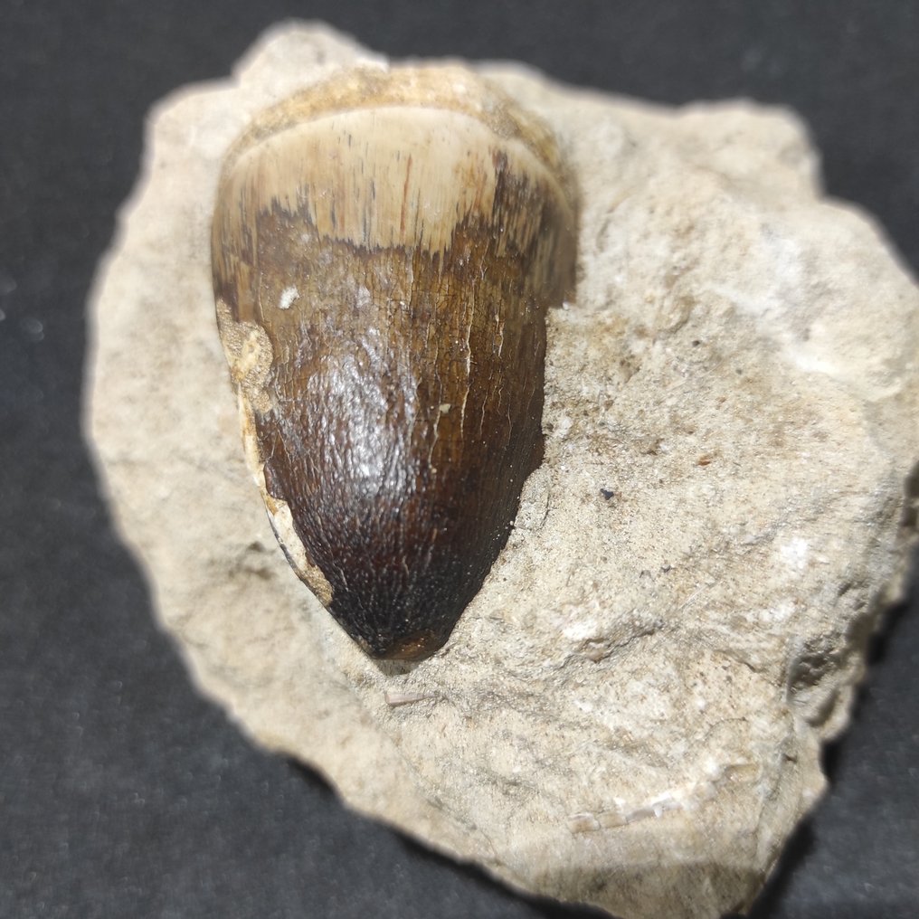 Mosasaurier - Fossil tand - 6 cm - 4.2 cm  (Utan reservationspris) #3.2