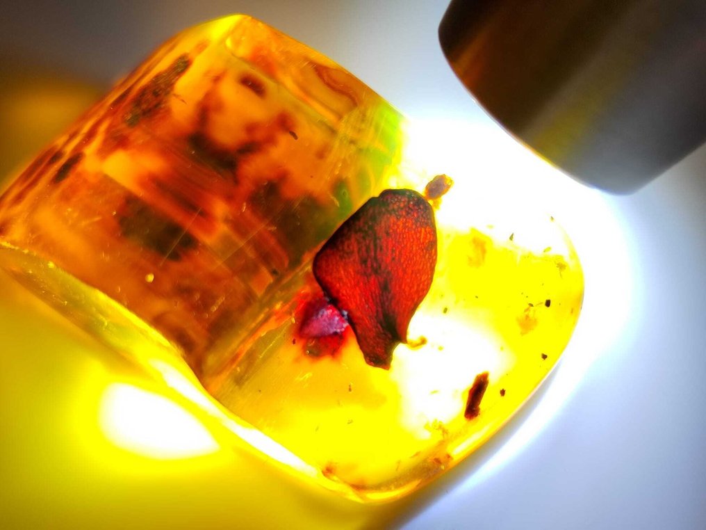 FOSSIL- AMAZING!! Dominican amber - 100 cts - No reserve price - Free shipping- 20 g #1.0