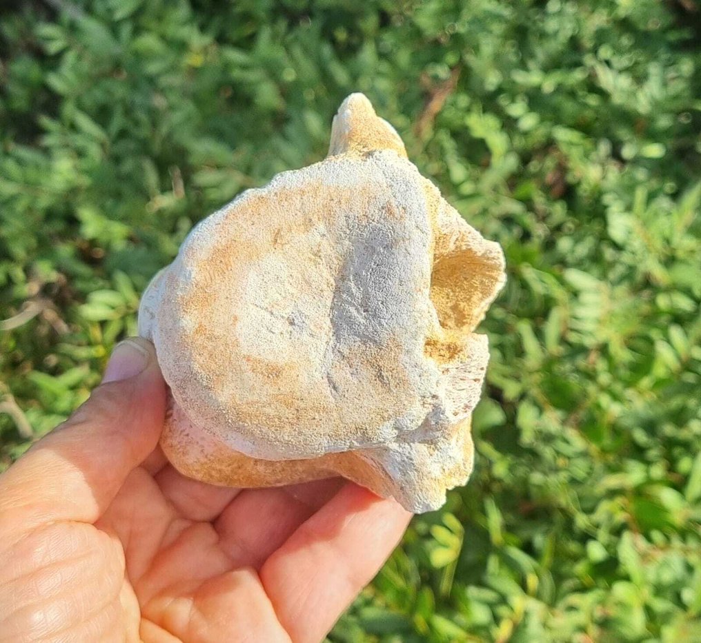 Marine reptile - Fossil vertebra bone - mosasaurio - 6.5 cm - 6 cm  (No Reserve Price) #1.0