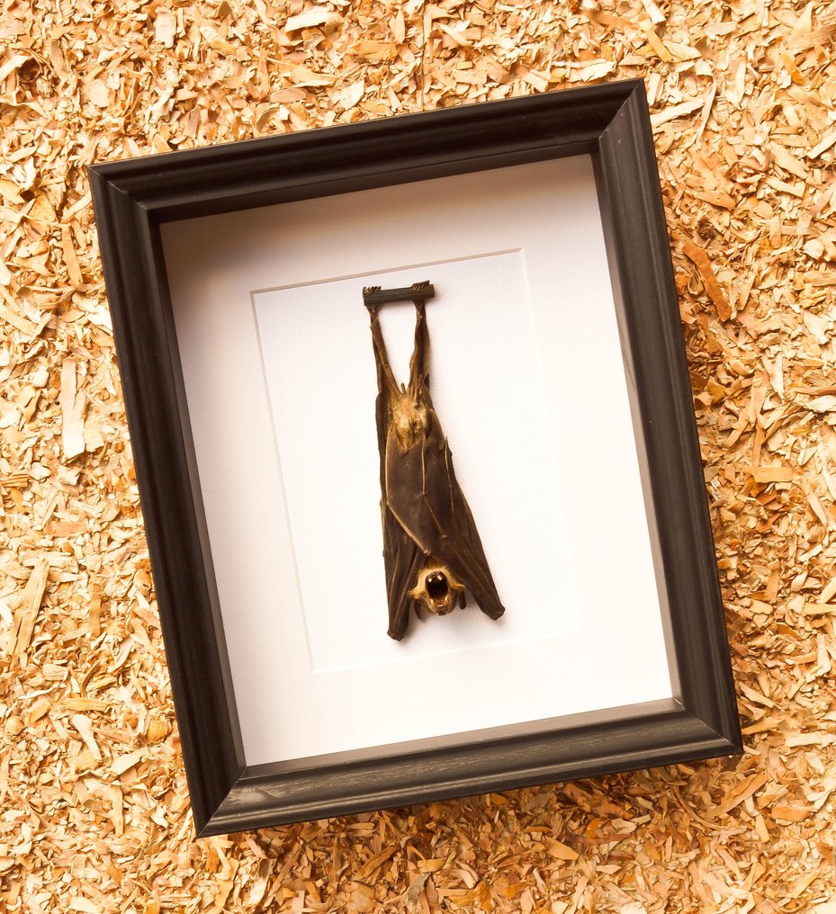Chauve-souris Support de corps entier pour taxidermie - Cynopterus sphinx - 28.5 cm - 23.5 cm - 6 cm - Espèces non-CITES #1.0