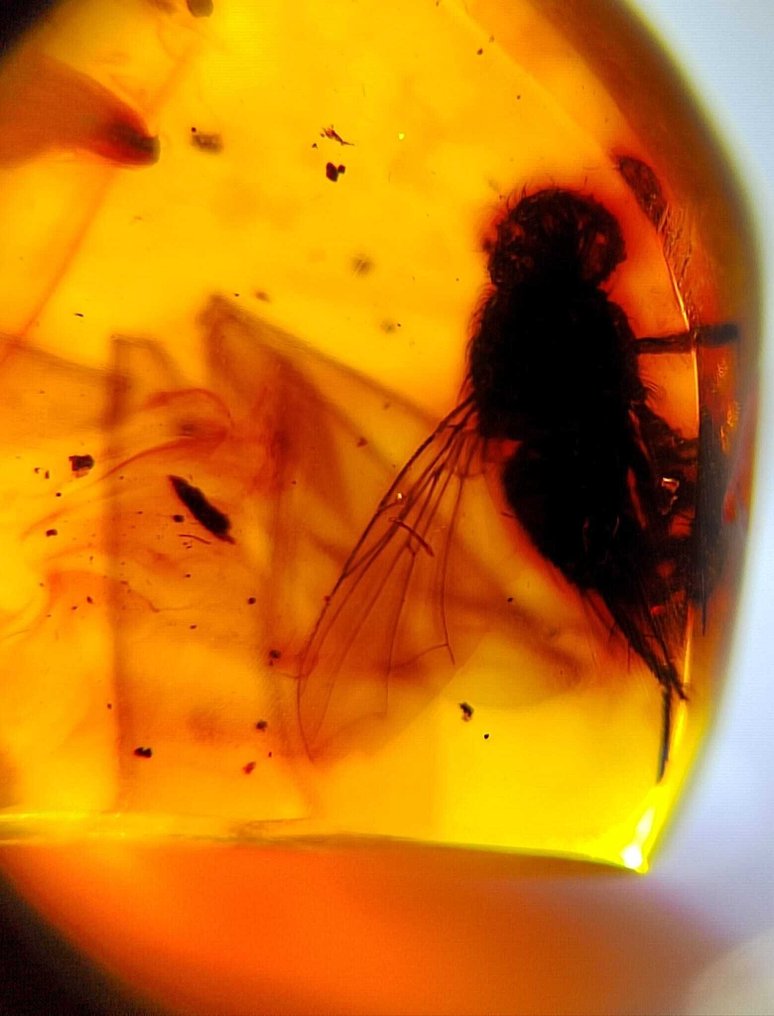 化石令人惊叹！！多米尼加琥珀-100克拉-无底价- 20 g #1.0