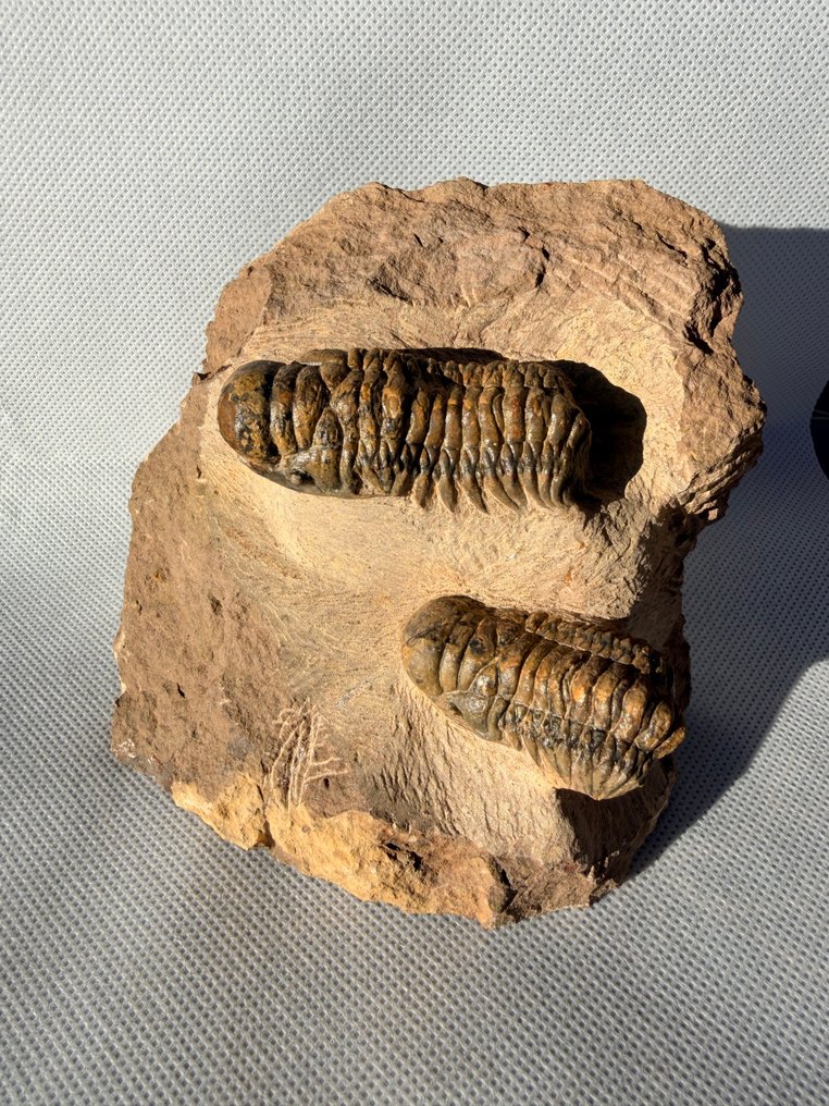 Trylobit - Skamieniałe zwierzę - Crotalocephalus gibbus + Paralejurus - 11 cm #1.0