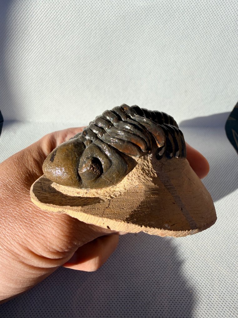Trilobite - Animal fossilisé - Reedops - 8 cm (Sans Prix de Réserve) #1.0
