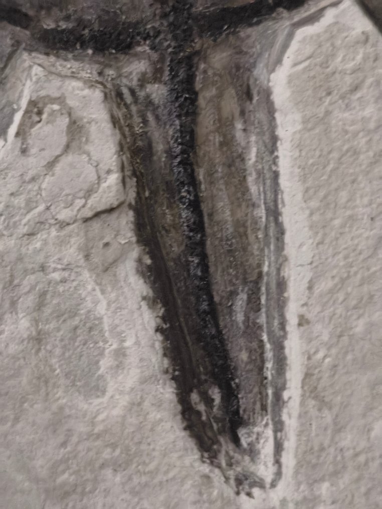 海龟 - 动物化石 - 13.5 cm - 12 cm #4.3