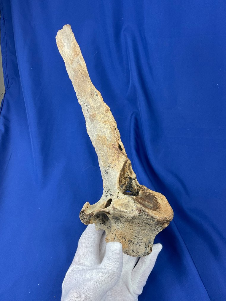 Zeer zeldzaam lang! Wervel van een steppebuffel, ijzertijd. - Fossiel wervelbot - 33 cm - 10 cm (Zonder Minimumprijs) #1.0