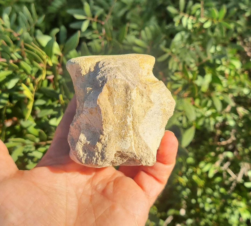 Marine reptile - Fossil vertebra bone - mosasaurio - 6.5 cm - 6 cm  (No Reserve Price) #4.3