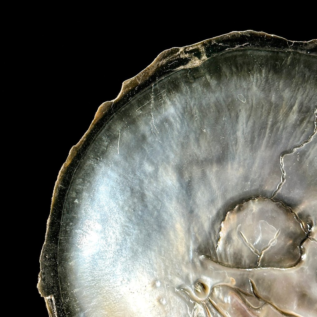 Snijwerk, NO RESERVE PRICE - Intricately Carved Mother of Pearl Shell - Human Skull Motif - 17 cm - Schelp - 2025 #4.3