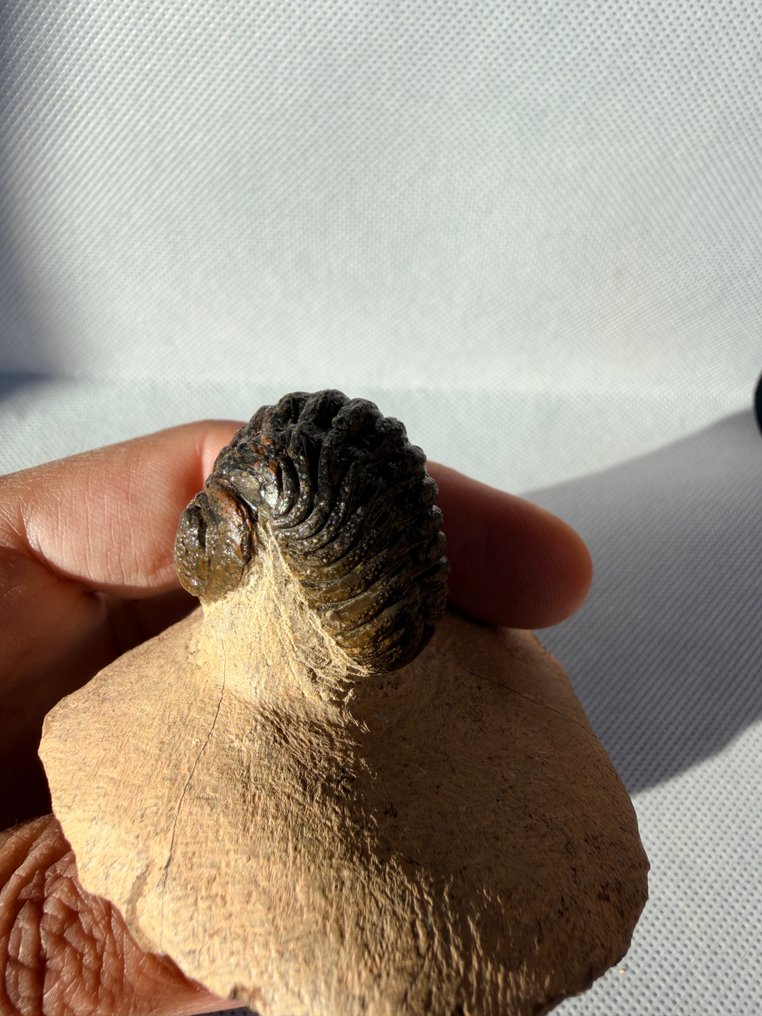 Trilobite - Fossilised animal - Reedops - 6 cm (No Reserve Price) #3.2