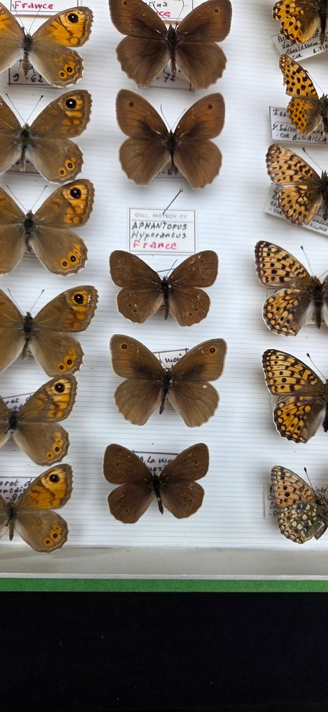 Large France Papilio Butterflies  Collection  (39x26 cm )  - Diorama - 1970-1980 #4.3