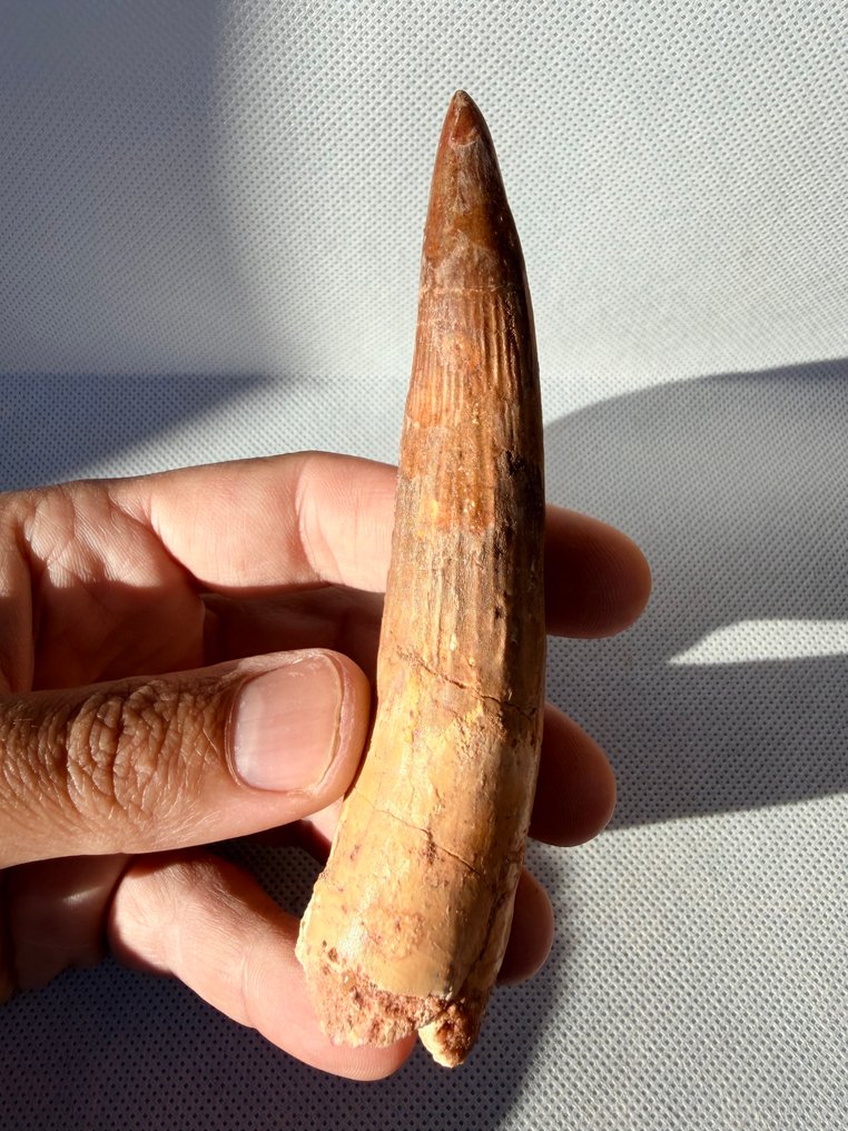 Dinosaurie - Fossil tand - Spinosaurus aegyptiacus - 12.1 cm #1.0