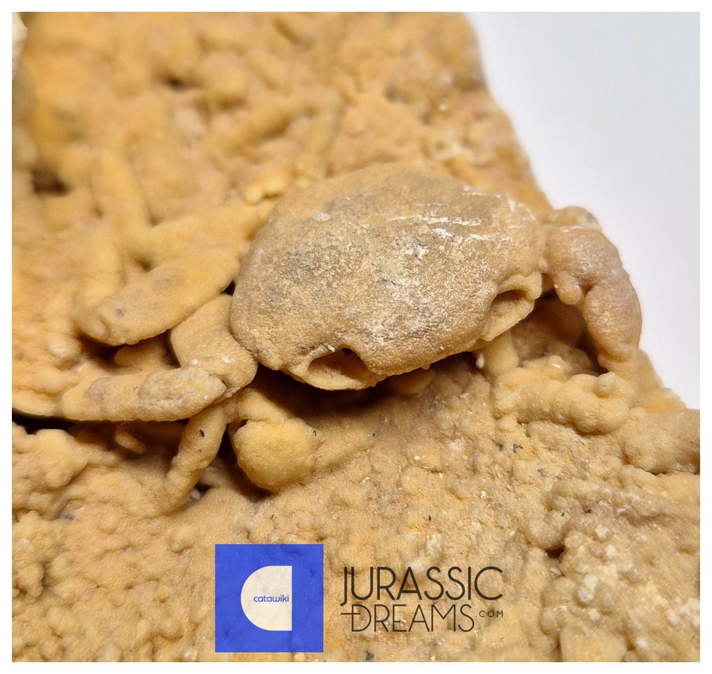 土耳其地点保存的美学化石螃蟹（Potamon）于石灰华中 - 甲殼化石 #2.1