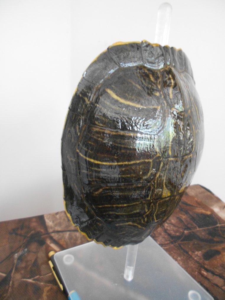 Flussschildkröte Panzer - Trachemys scripta - 20 cm - 17 cm - 6 cm - Nicht-CITES-Arten - 1 #4.3