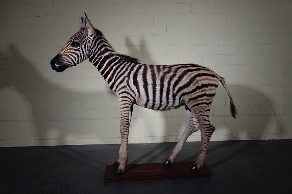 Puledro di zebra delle pianure Allestimento tassidermico a corpo intero - Equus quagga - 120 cm - 105 cm - 30 cm - Specie non CITES #1.0