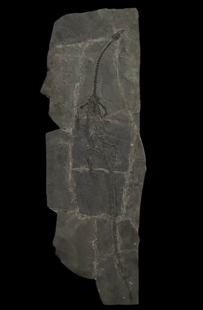 Large size -75cm - Fossilised animal - Hyphalosaurus - 75 cm #1.0