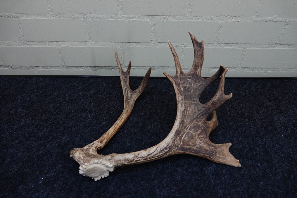 Τρόπαιο Fallow Buck Κρανίο - Dama dama - 0 cm - 0 cm - 0 cm- non-CITES species #3.2