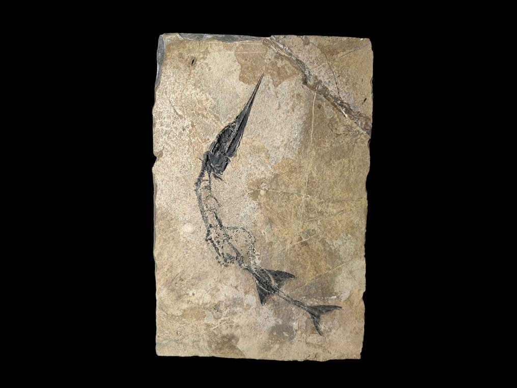 Animal fosilizado - Saurichthyiformes - 20 cm - 10 cm #1.0