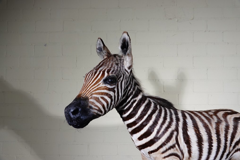 Puledro di zebra delle pianure Allestimento tassidermico a corpo intero - Equus quagga - 120 cm - 105 cm - 30 cm - Specie non CITES #4.3