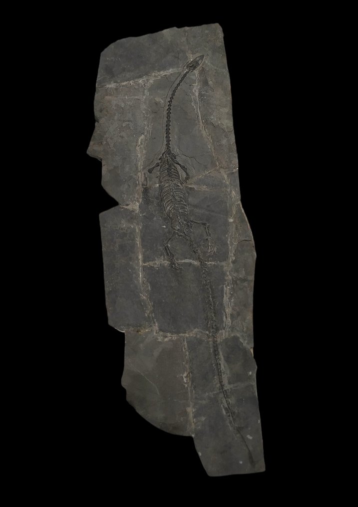 Large size -75cm - Fossilised animal - Hyphalosaurus - 75 cm #4.3