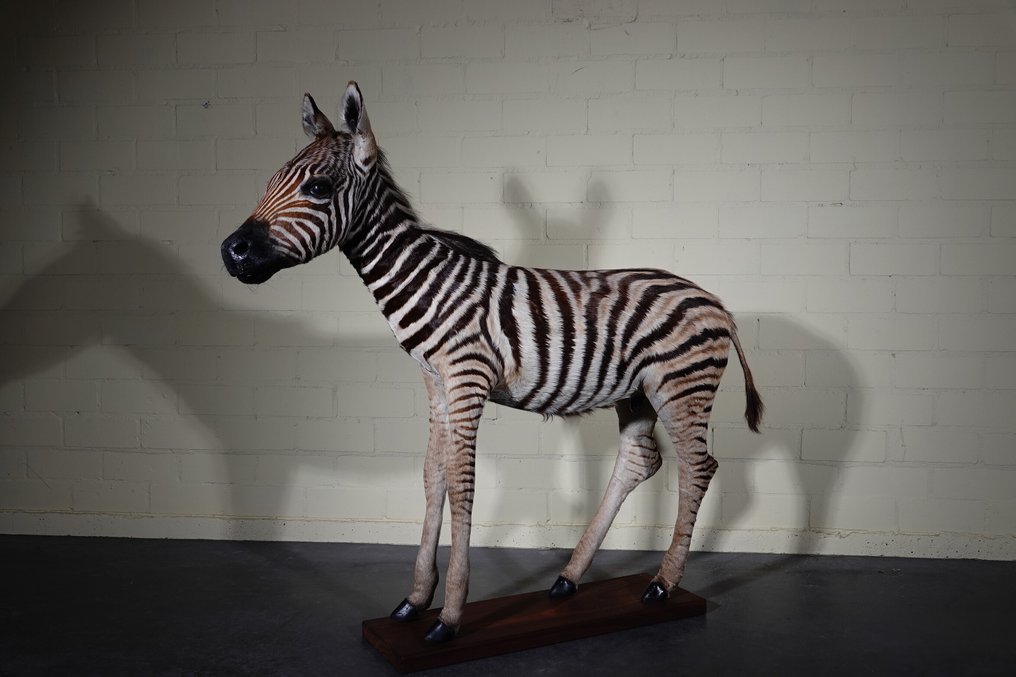 Puledro di zebra delle pianure Allestimento tassidermico a corpo intero - Equus quagga - 120 cm - 105 cm - 30 cm - Specie non CITES #3.2