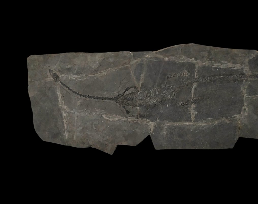 Large size -75cm - Fossilised animal - Hyphalosaurus - 75 cm #1.0