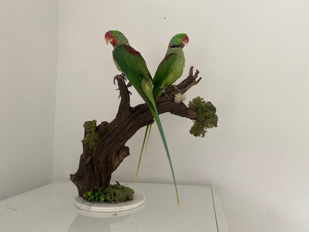 鹦鹉 动物标本剥制全身支架 - Psittacula eupatria - with closed footring - 50 cm - 40 cm - 20 cm - CITES附录II - 欧盟附件B - 1 #1.0