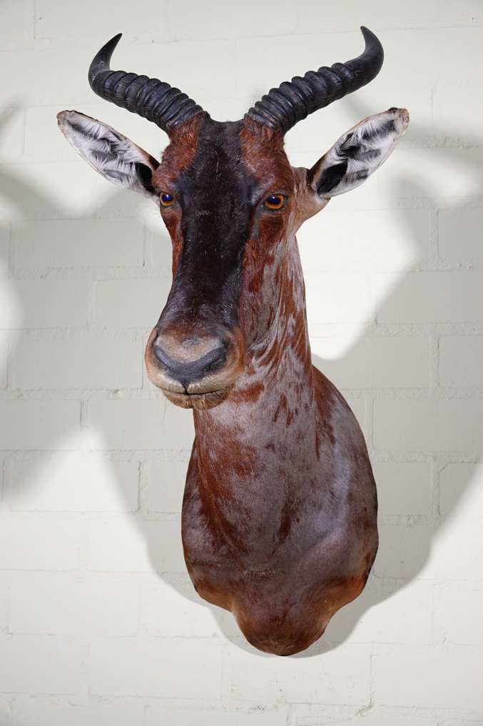Tsessebe comune, alias Sassaby Allestimento tassidermico a parete - Damaliscus lunatus lunatus - 45 cm - 70 cm - 85 cm - non-CITES species #2.1