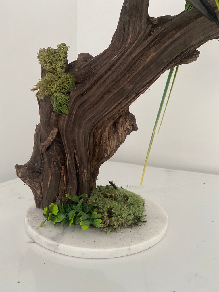 鹦鹉 动物标本剥制全身支架 - Psittacula eupatria - with closed footring - 50 cm - 40 cm - 20 cm - CITES附录II - 欧盟附件B - 1 #3.2