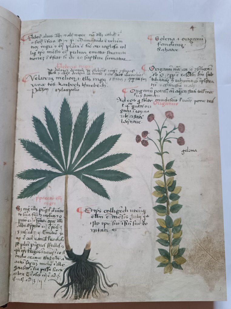 Anon - Codex Bellunensis – Erbario Bellunese del XV secolo - 2006 #4.3