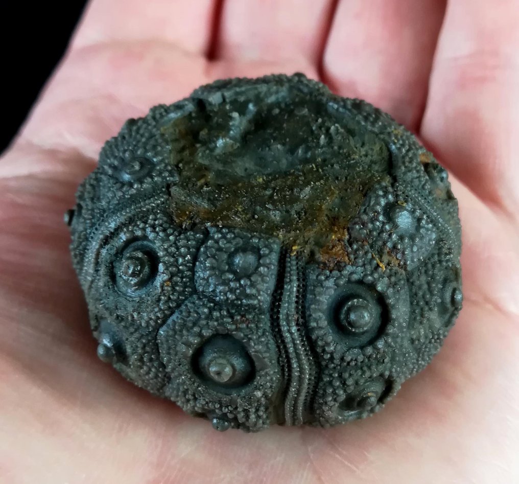 Impressive sea urchin! - Exceptional size in this species, 45 mm! - Fossilised animal - Abelleicidaris saemanni (Cotteau, 1857) - 45 mm - 45 mm  (No Reserve Price) #1.0