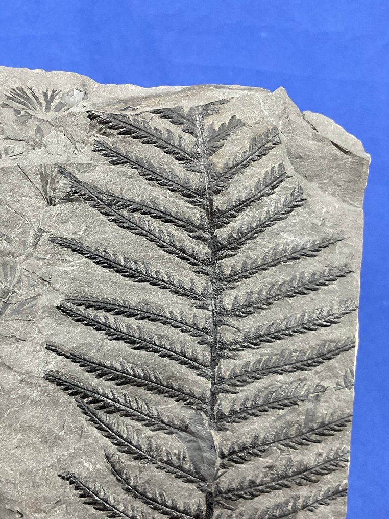 Underbar kolförhistorisk växtfossil. - Fossiliserad växt - Pecopteris plumosa - 14 cm - 11 cm  (Utan reservationspris) #2.1