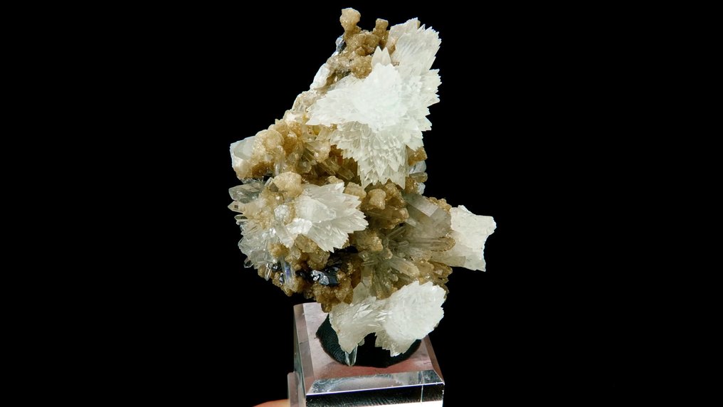 Calcite 'bowties' with Dolomite on Quartz and Galena - Cavnic mine, Maramureș, Carpathians, Romania - Height: 5.5 cm - Width: 4.2 cm- 56 g #2.1