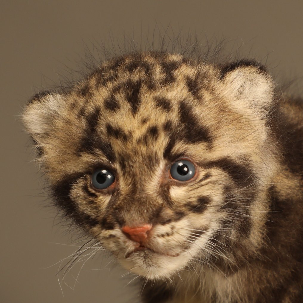 云豹 动物标本剥制全身支架 - Neofelis nebulosa - with EU trading certificate - commercial usage - 27 cm - 47 cm - 20 cm - CITES附录I - 欧盟附件A - 1 #1.0