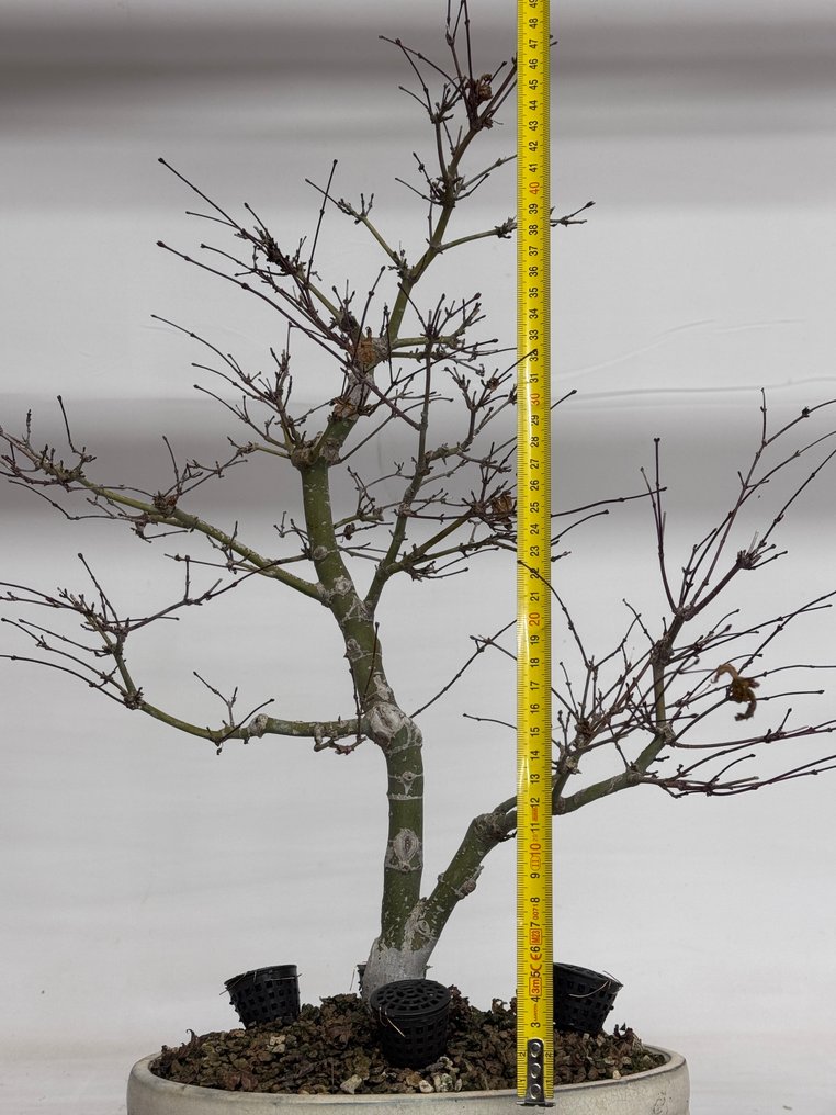 Japanese maple bonsai (Acer palmatum) - Height (Tree): 50 cm - Depth (Tree): 30 cm - Japan #2.1