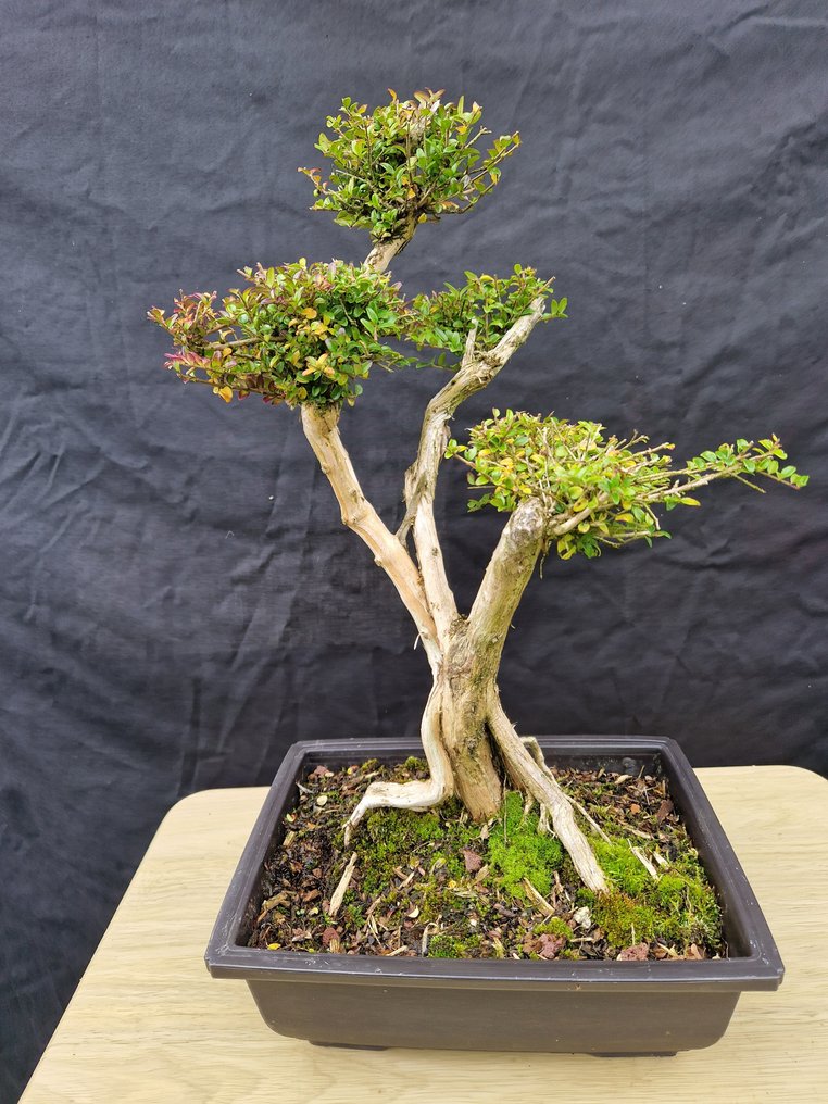 Bonsai Lonicera Nitida - Height (Tree): 26 cm - Depth (Tree): 23 cm - France #2.1