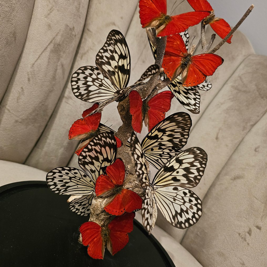 Sommerfugl Taksidermi fuld kropsmontering - Idea Leuconoe & Cymothoe Sangaris - 30 cm - 22 cm - 22 cm - Ikke-CITES arter - 12 #3.2