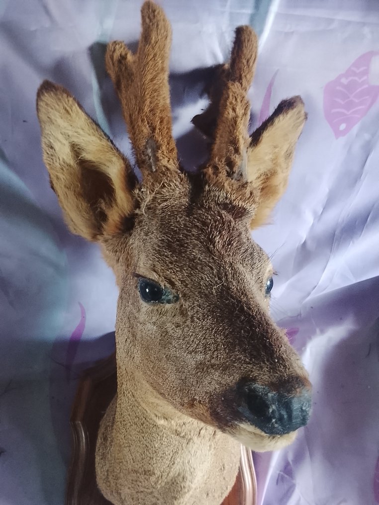 Metsästyspalkinto #1.0