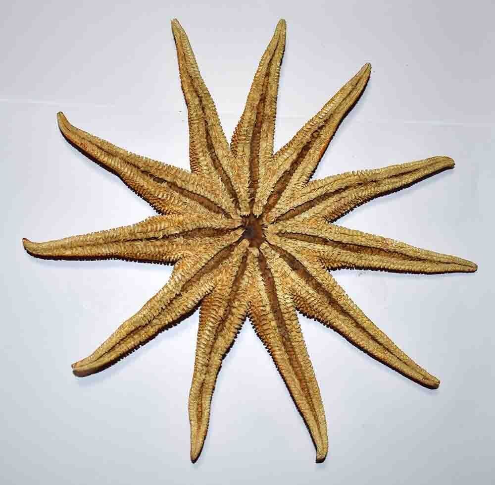 Sea Snail Sea shell - etoile de mer (No Reserve Price) #1.0