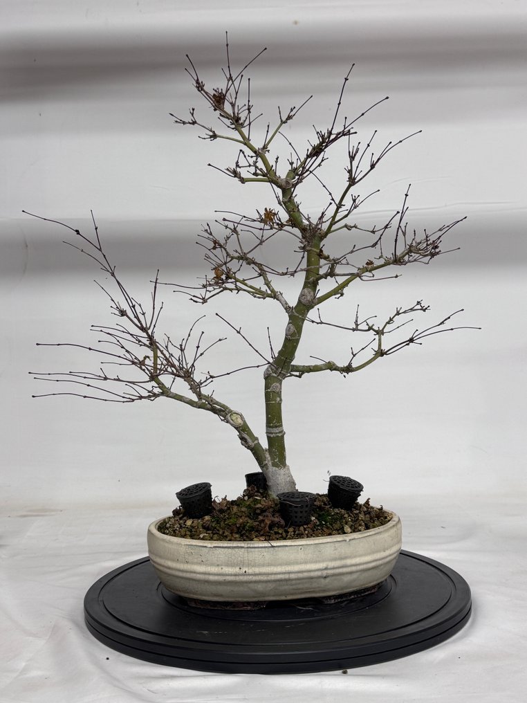Japanese maple bonsai (Acer palmatum) - Height (Tree): 50 cm - Depth (Tree): 30 cm - Japan #1.0